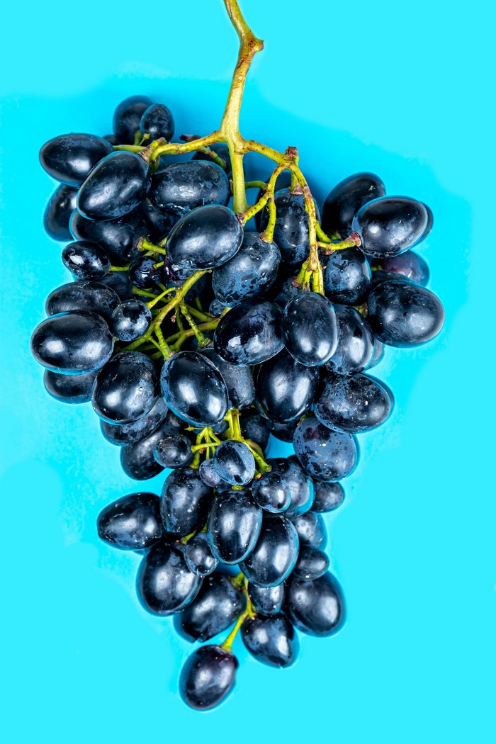Close-up of a bunch of dark grapes on a blue background