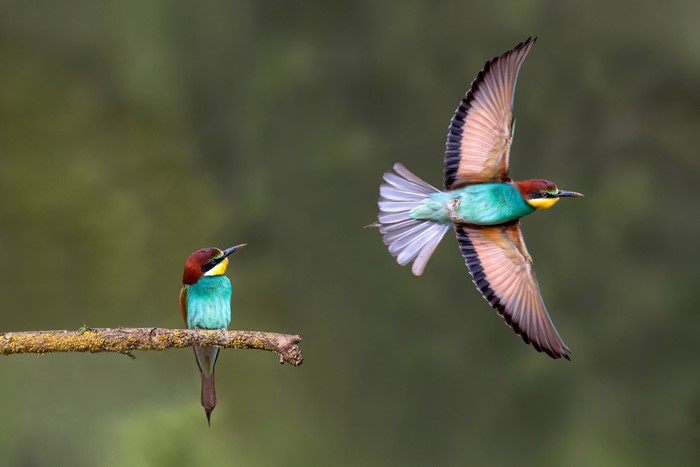 Two European Bee-eaters, one in flight