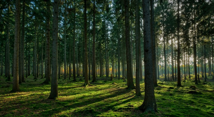 4K Forest with Moss and Sunlight