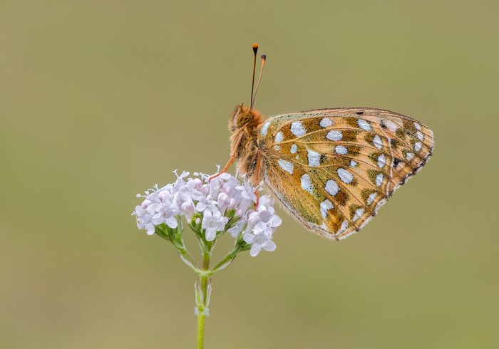 Dark Green Fritillary butterfly on a flower