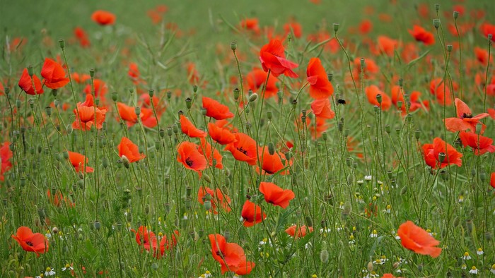 Field of Red Poppies and Green Grass