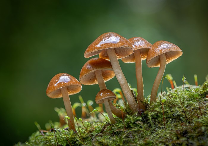 Clustered bonnets mushrooms on moss