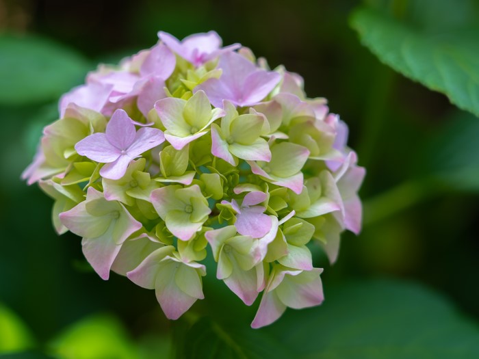 Close-up of a pink and green hydrangea flower with bokeh