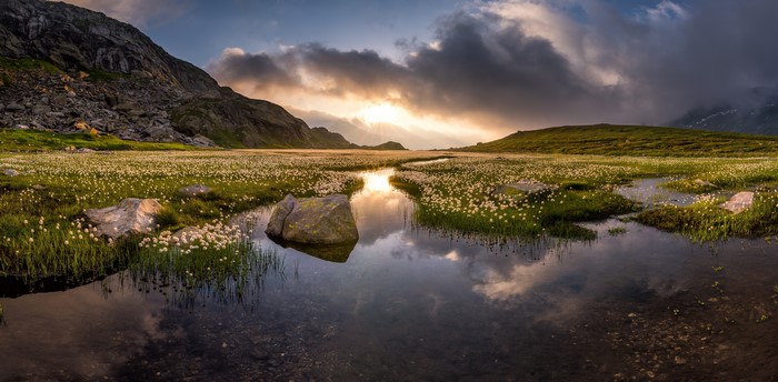 Eriophorum field in the Swiss Alps with mountains and clouds