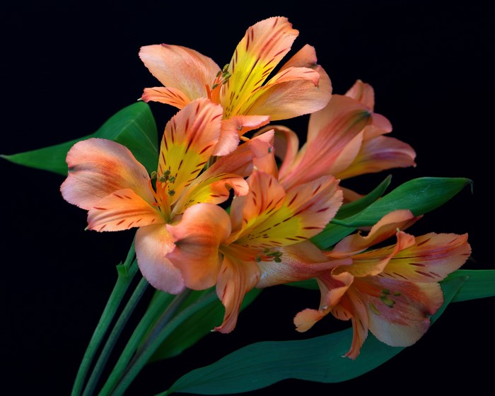 Orange Alstroemeria flowers on black background