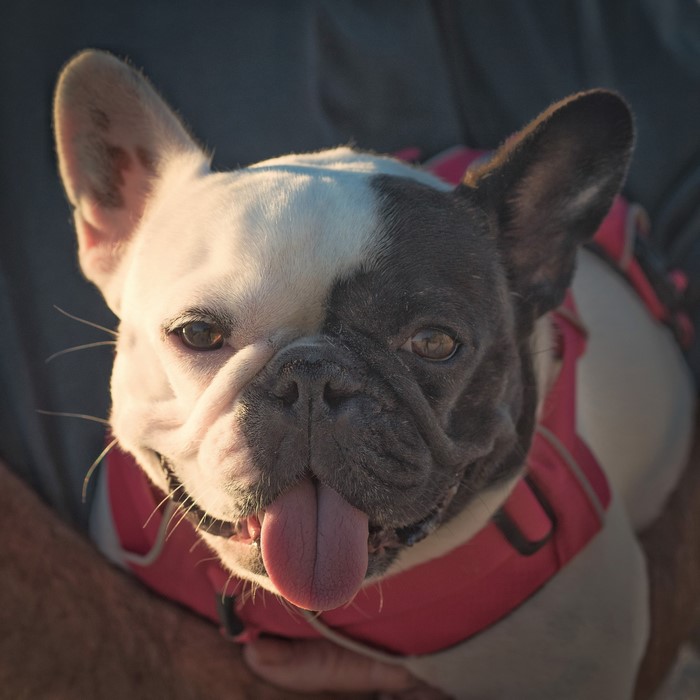 French Bulldog with Tongue Out