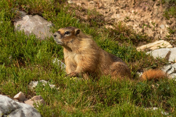 Marmot sitting in grass with rocks