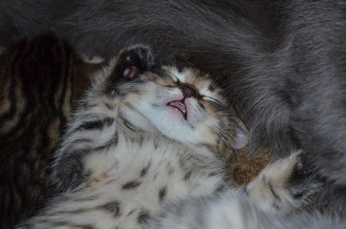 Close-up of a sleeping kitten nestled with an adult cat
