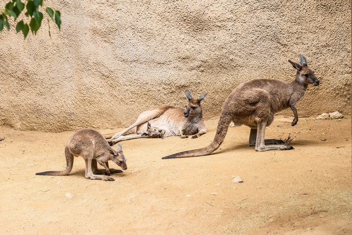 Three Kangaroos and a Joey in a Zoo Enclosure