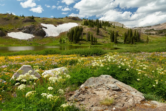 Wildflowers and Snow Patches by a Lake in Medicine Bow, USA