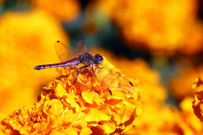 Dragonfly on Orange Flowers, Bokeh