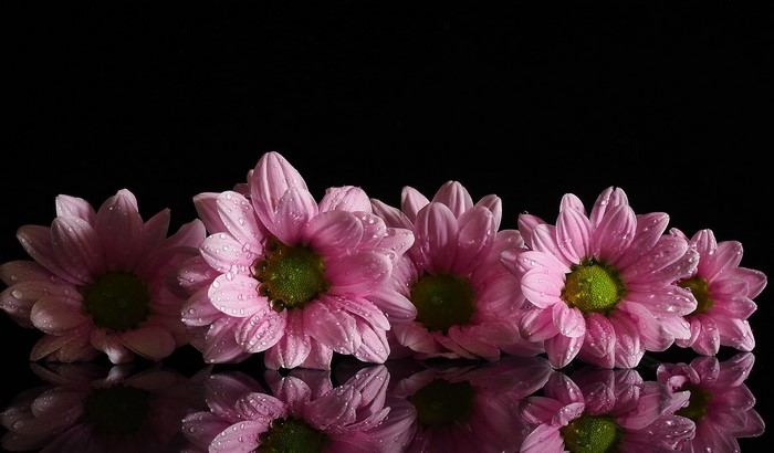 Pink Chrysanthemums with Water Drops and Reflection