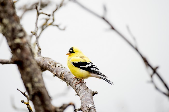 American Goldfinch on a branch