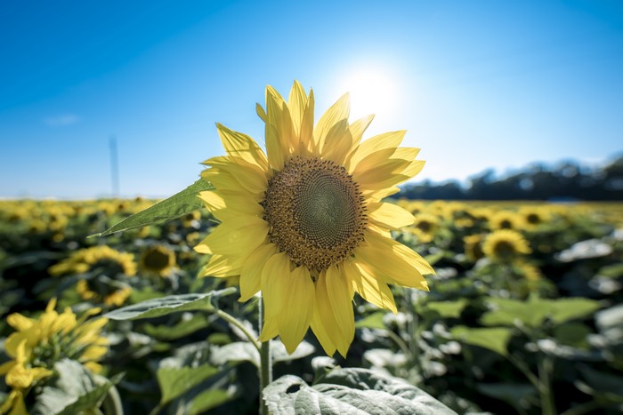 Field of Sunflowers Under a Bright Blue Sky