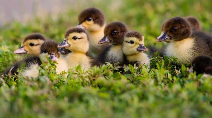 A group of ducklings in the grass