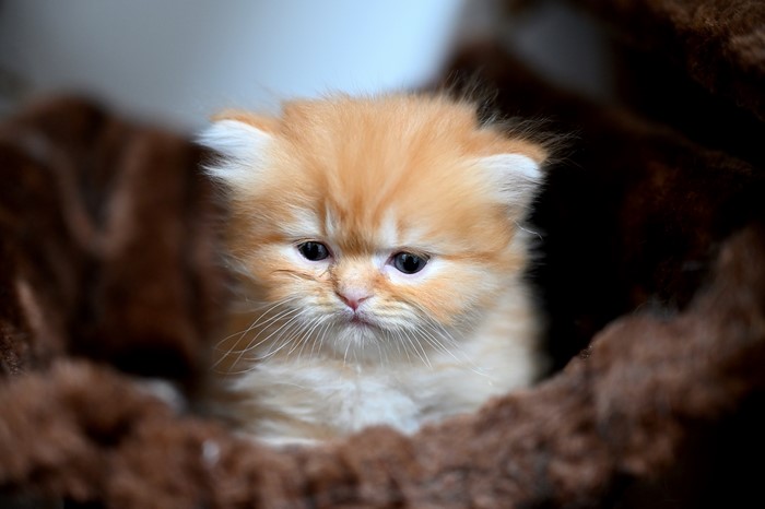 Orange fluffy kitten with blue eyes