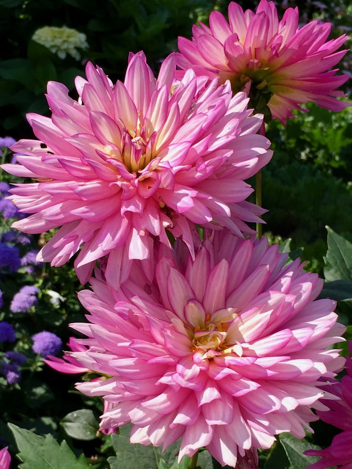 Close-up of two pink Dahlias in a garden