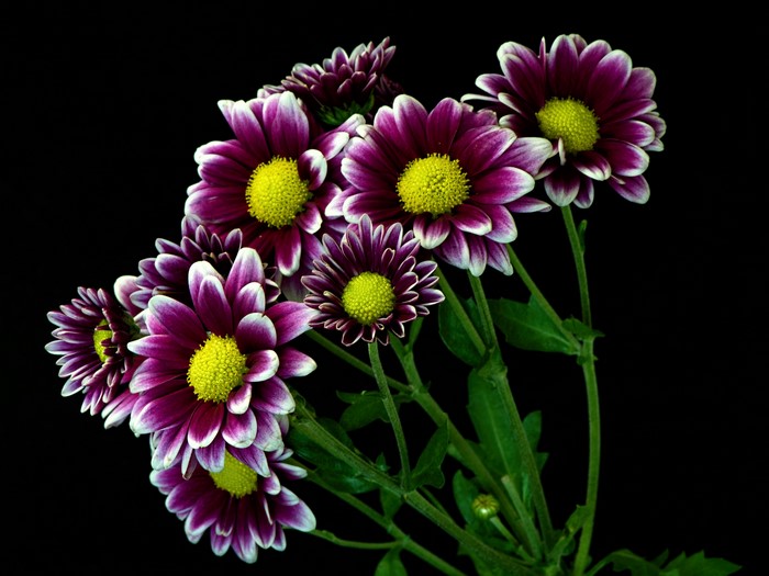 Purple and white chrysanthemums with yellow centers on black background