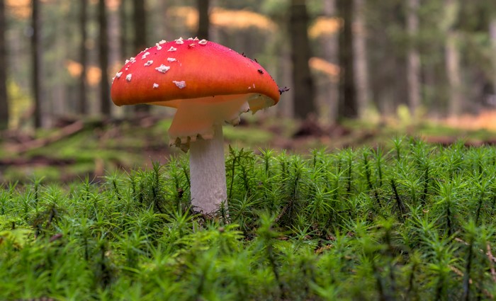 Amanita mushroom in mossy forest