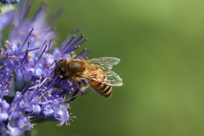 Bee on purple flower with bokeh