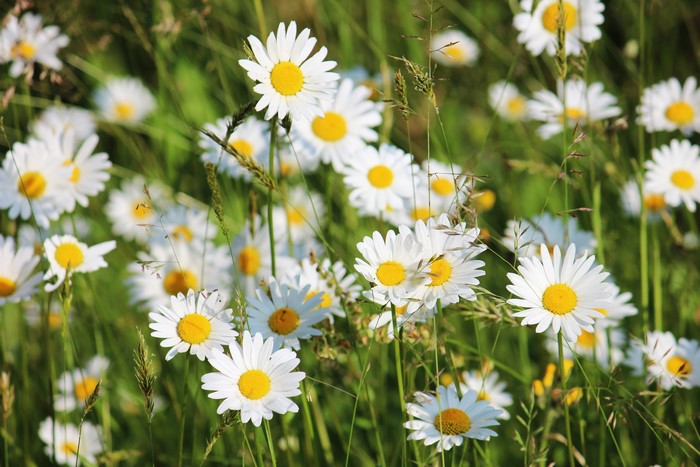Field of white daisies with yellow centers