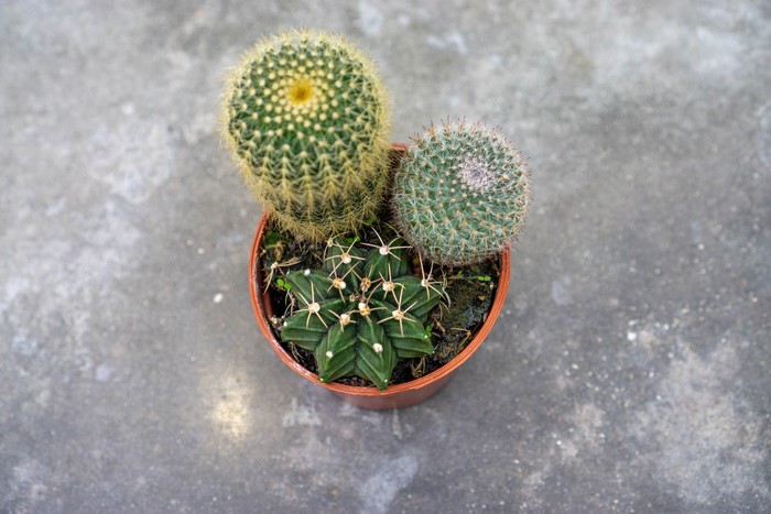 Three potted cactuses on a concrete surface