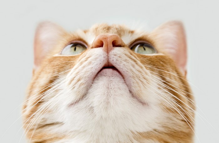 Close-up of an orange tabby cat's face looking up