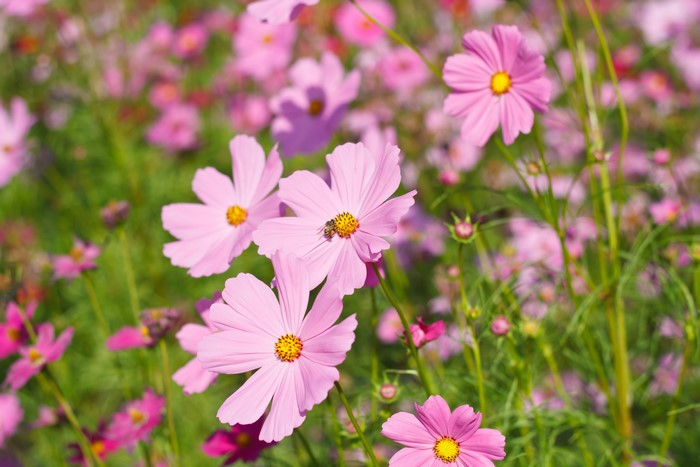 Pink Cosmos Flowers with a Bee