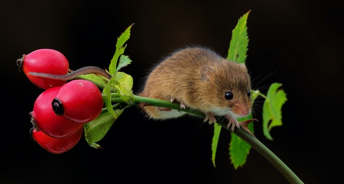 Harvest Mouse on a Rose Hip Branch