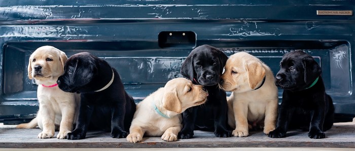 Labrador Retriever Puppies in a Truck Bed