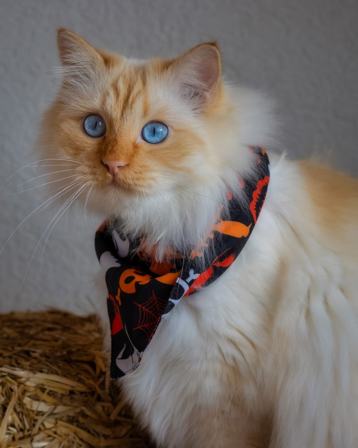 Cat wearing a Halloween bandana