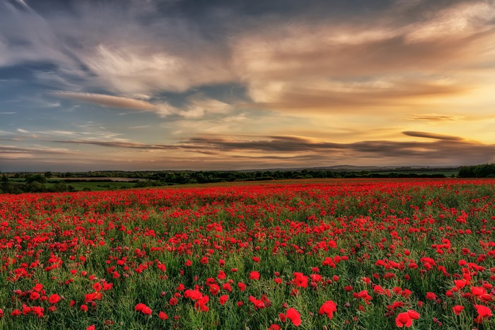 Field of Poppies at Sunset in County Durham, England