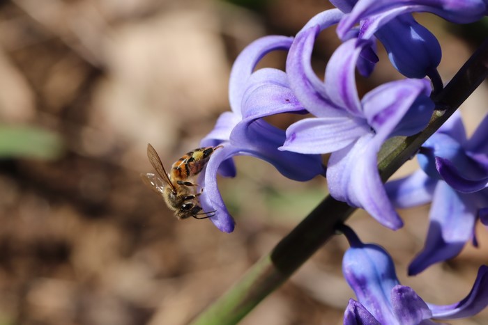 Bee on a purple hyacinth flower