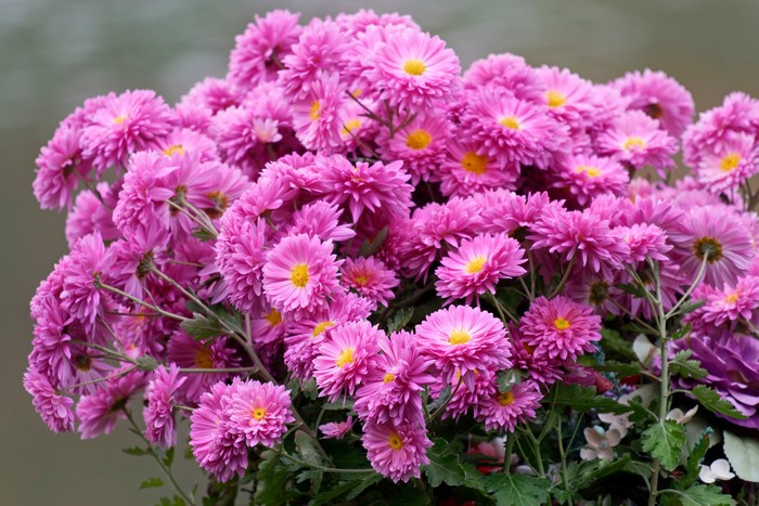 4K Pink Chrysanthemums Bouquet