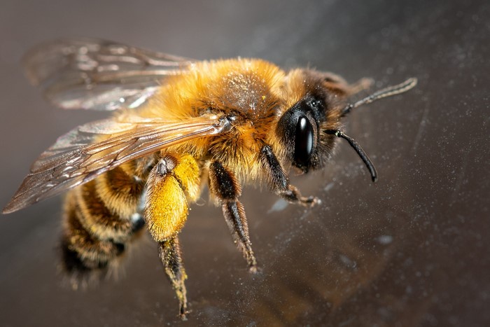 Close-up of a fuzzy bee with pollen on its legs