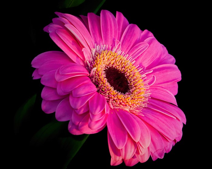 Pink Gerbera daisy with black background