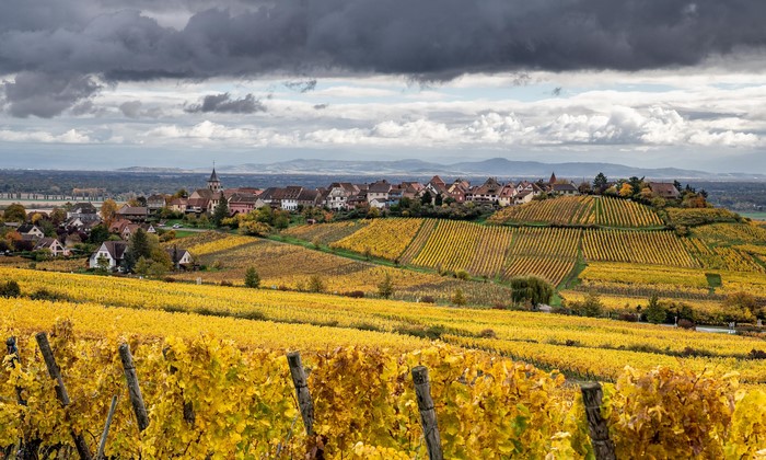 Autumn vineyard and village in Riquewihr, France