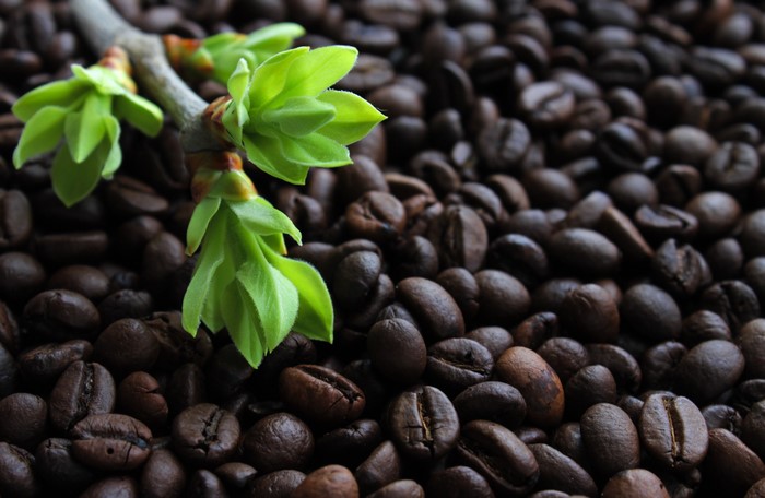 Coffee beans with a branch of young leaves