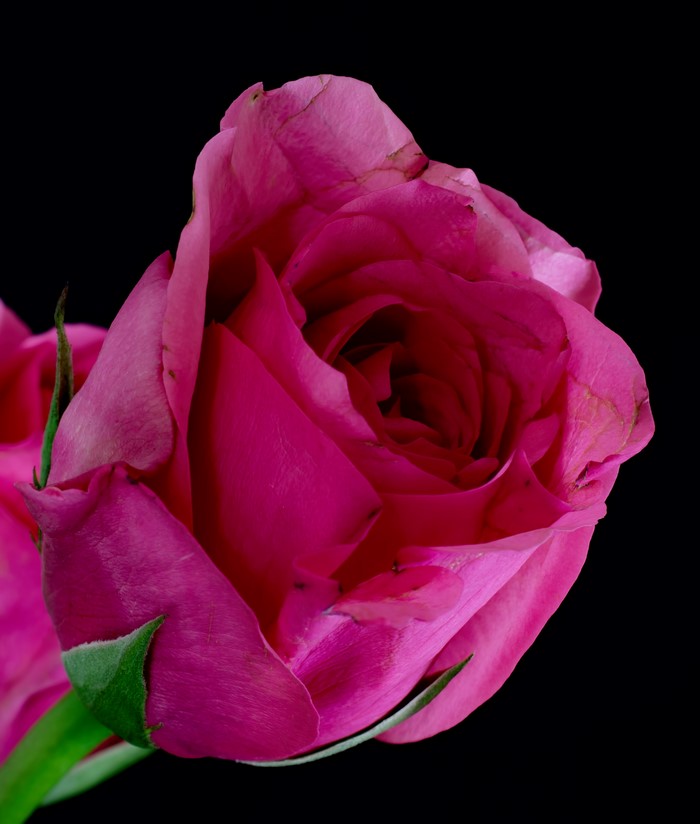 Pink rose against a black background