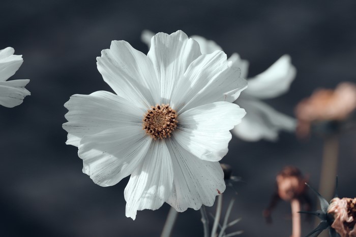 White Cosmos Flower Closeup