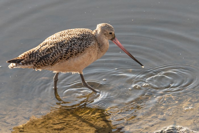 Willet bird wading in shallow water