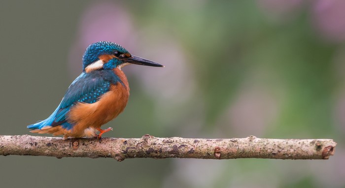 Common Kingfisher perched on a branch