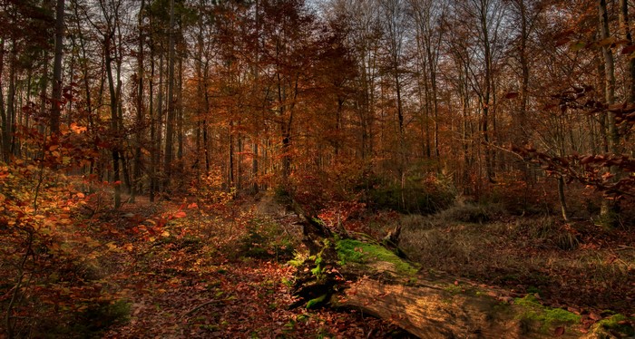 Autumn forest with fallen log