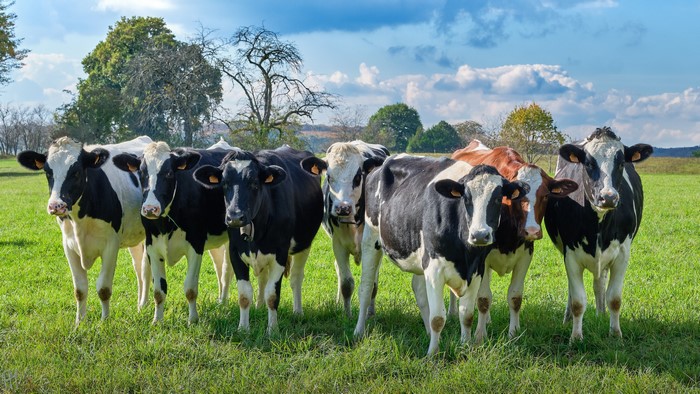 A herd of Holstein Friesian cows in a grassy field