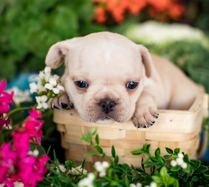French Bulldog puppy in a basket with flowers