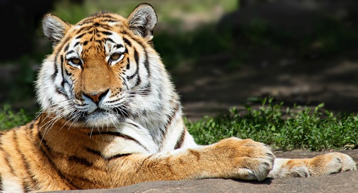 Tigers, Two, Paws, HD Wallpaper | Rare Gallery