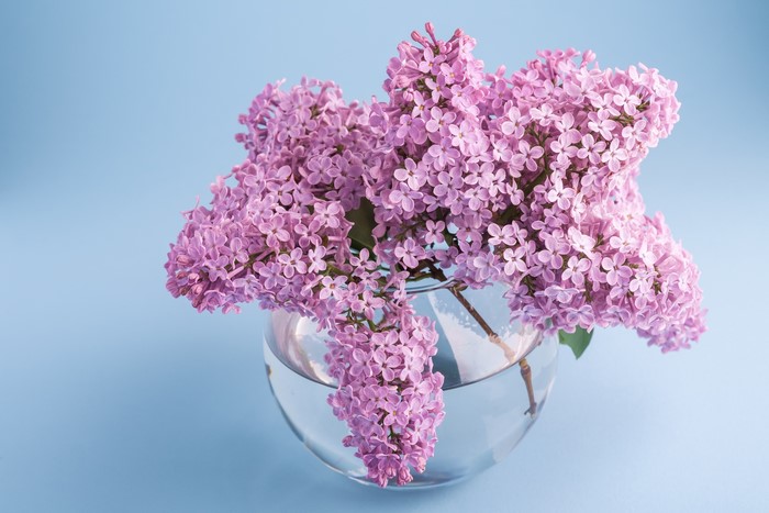 Bouquet of Lilac Branches in a Glass Vase