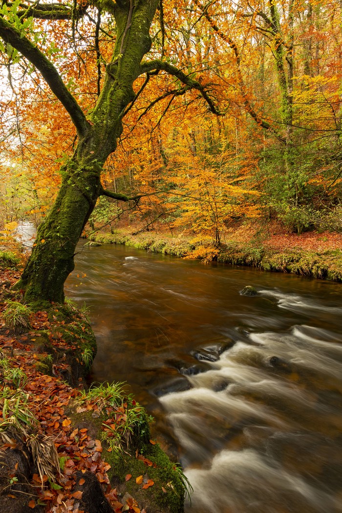Autumn forest with a river and mossy tree