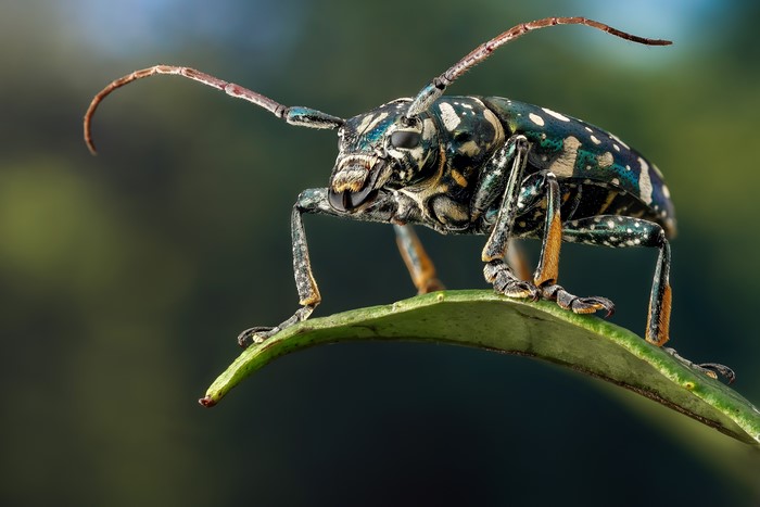 Close-up of a colorful longhorn beetle on a leaf