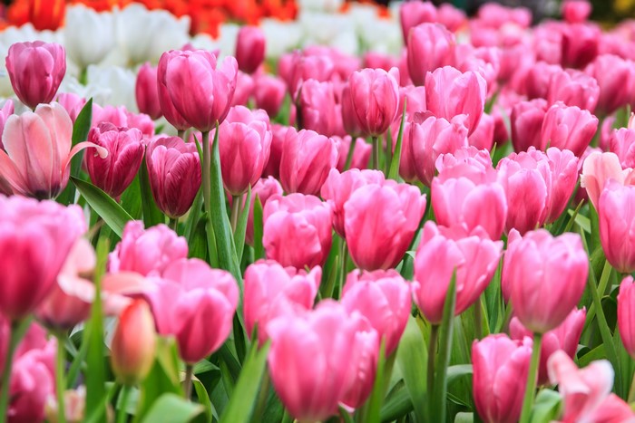 4K Pink Tulips Field